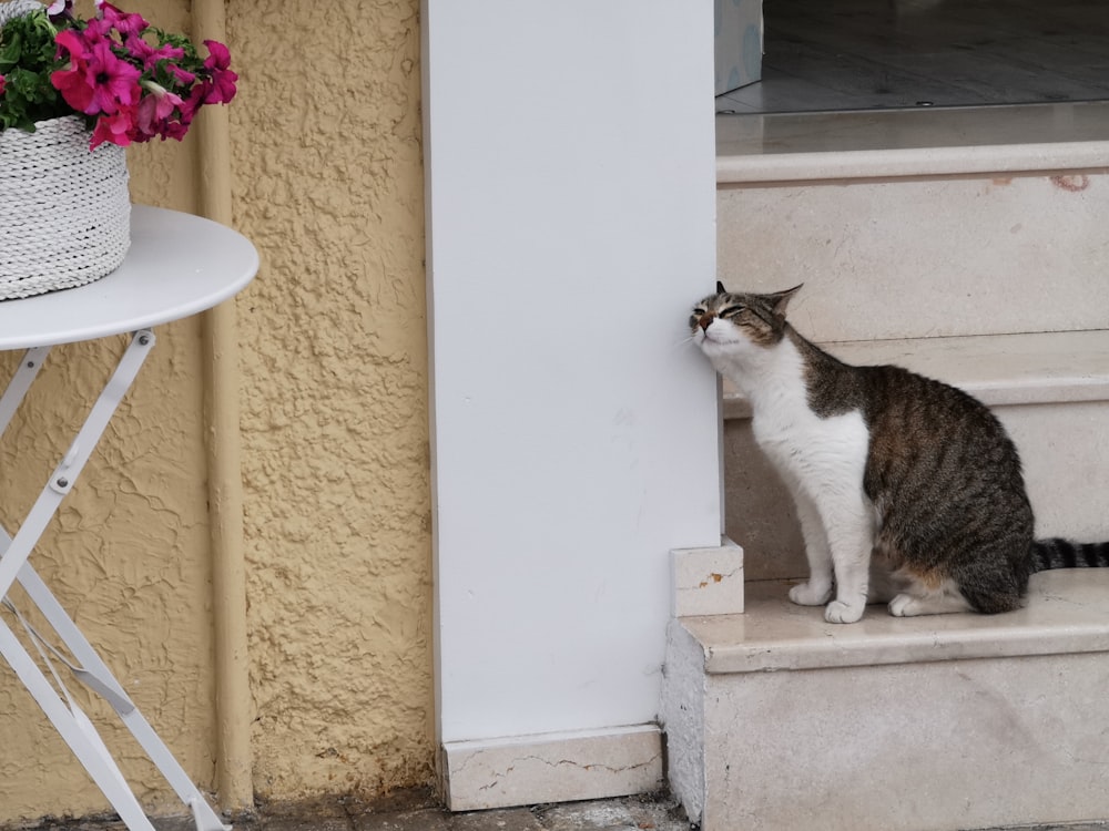 cat sitting on stair