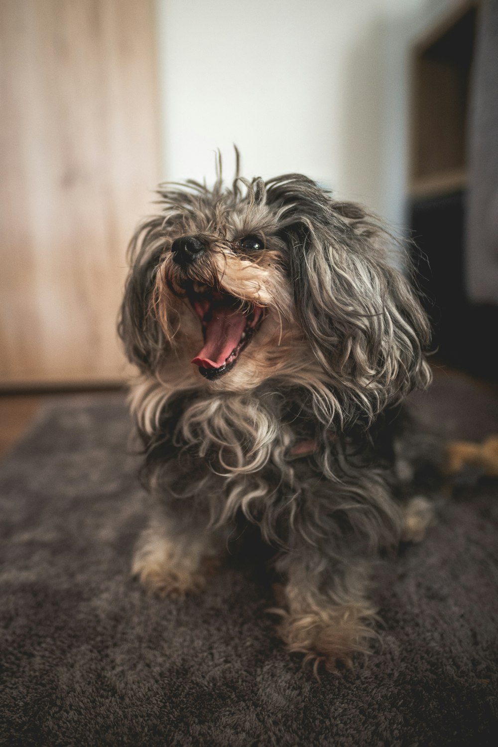 long-haired gray puppy on area rug