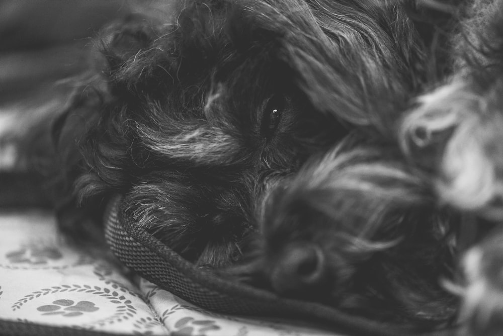 a black and white photo of a dog curled up