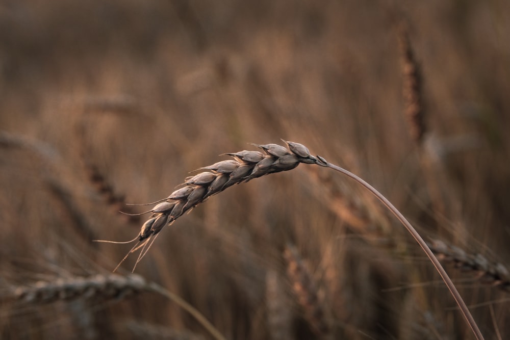 fotografia de closeup de grama de trigo