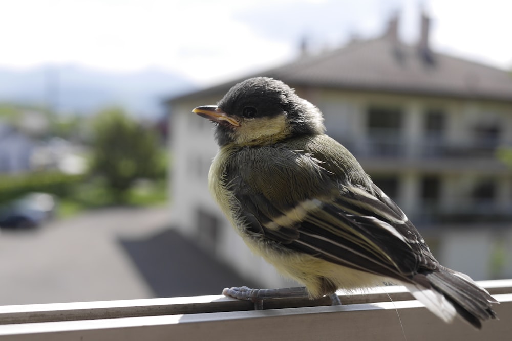 selective focus photography of perching brown and white bird