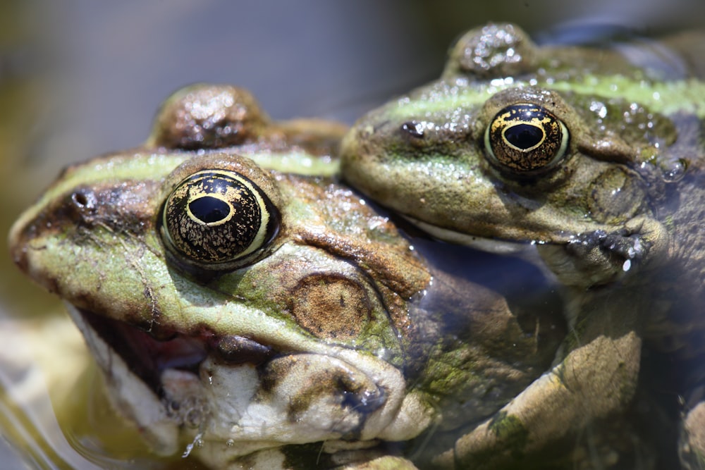 selective focus photography of two green frogs