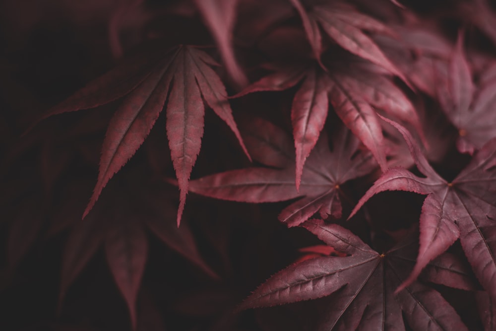 Fotografía de primer plano de la planta de hoja roja