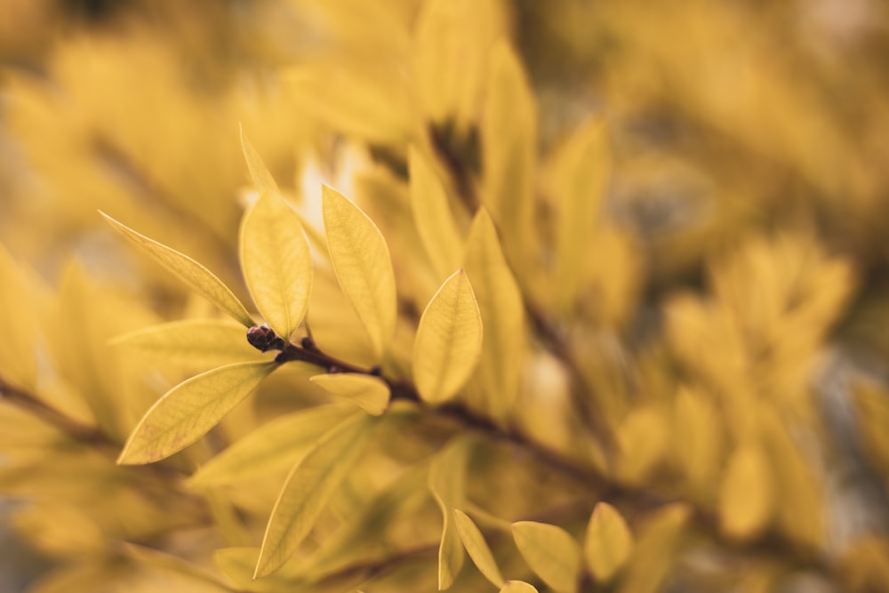 brown leafed tree