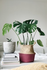 A stylish interior arrangement featuring a large green monstera plant in a woven basket with pink accents placed on a table. Nearby, a smaller potted plant with spiky leaves sits atop a stack of books. The scene is bordered by a minimalistic, neutral-colored background and a patterned yellow and white cushion.