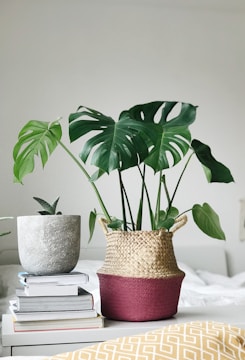 A stylish interior arrangement featuring a large green monstera plant in a woven basket with pink accents placed on a table. Nearby, a smaller potted plant with spiky leaves sits atop a stack of books. The scene is bordered by a minimalistic, neutral-colored background and a patterned yellow and white cushion.