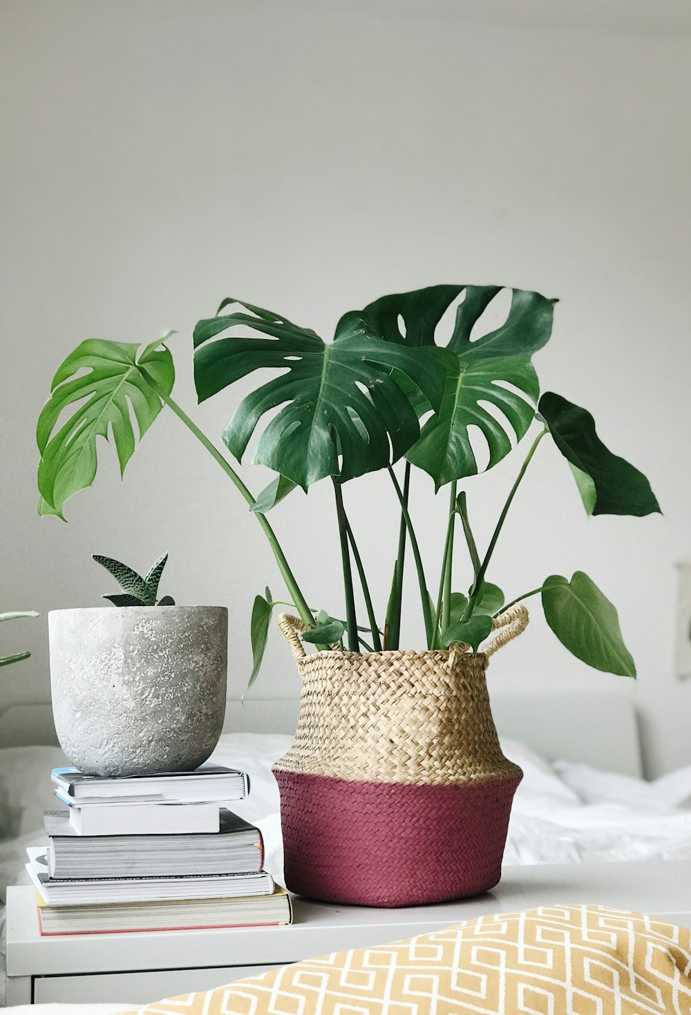 Planta de hoja verde en jarrón de mimbre marrón cerca de los libros