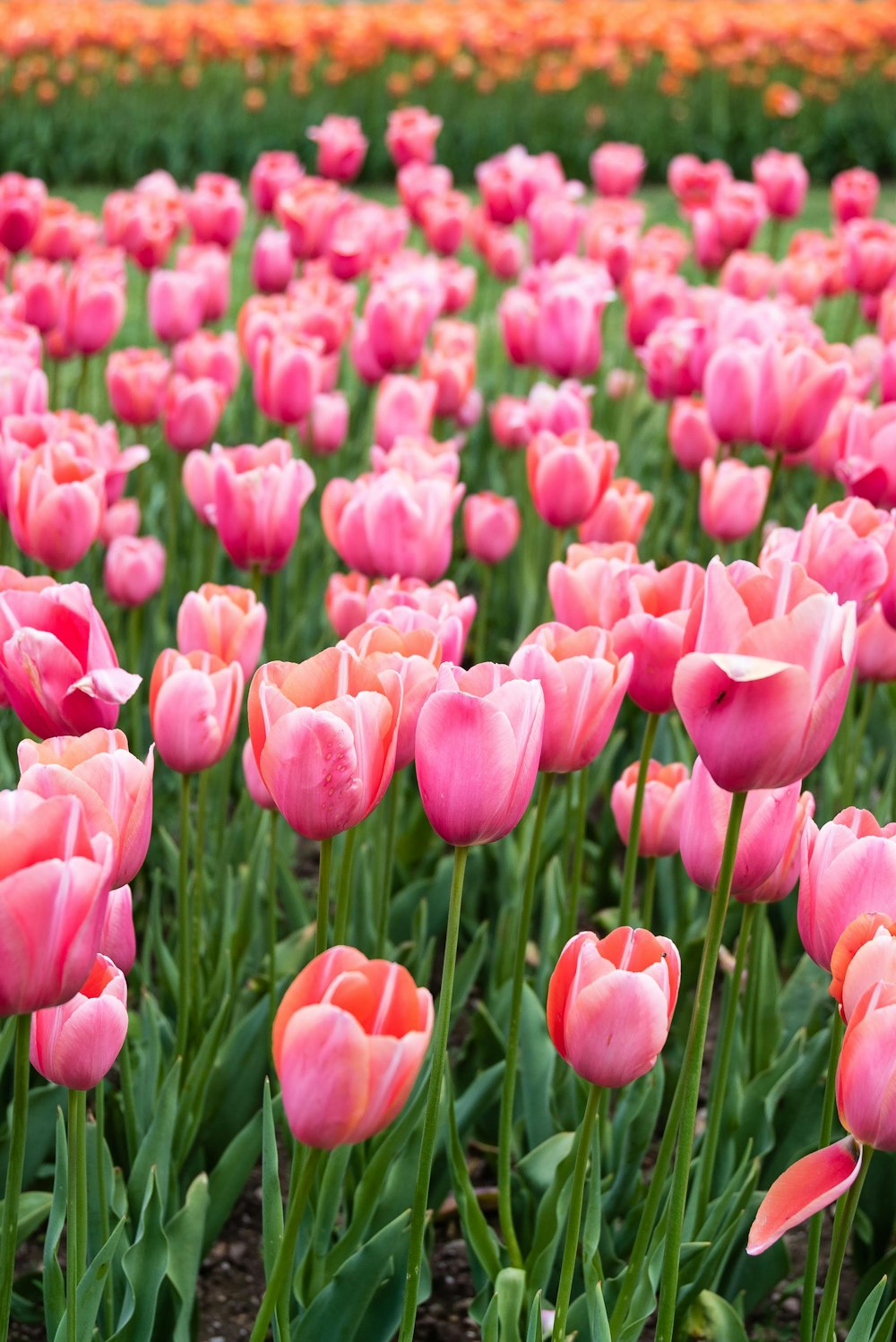 Campo de flores de tulipa cor-de-rosa florescente