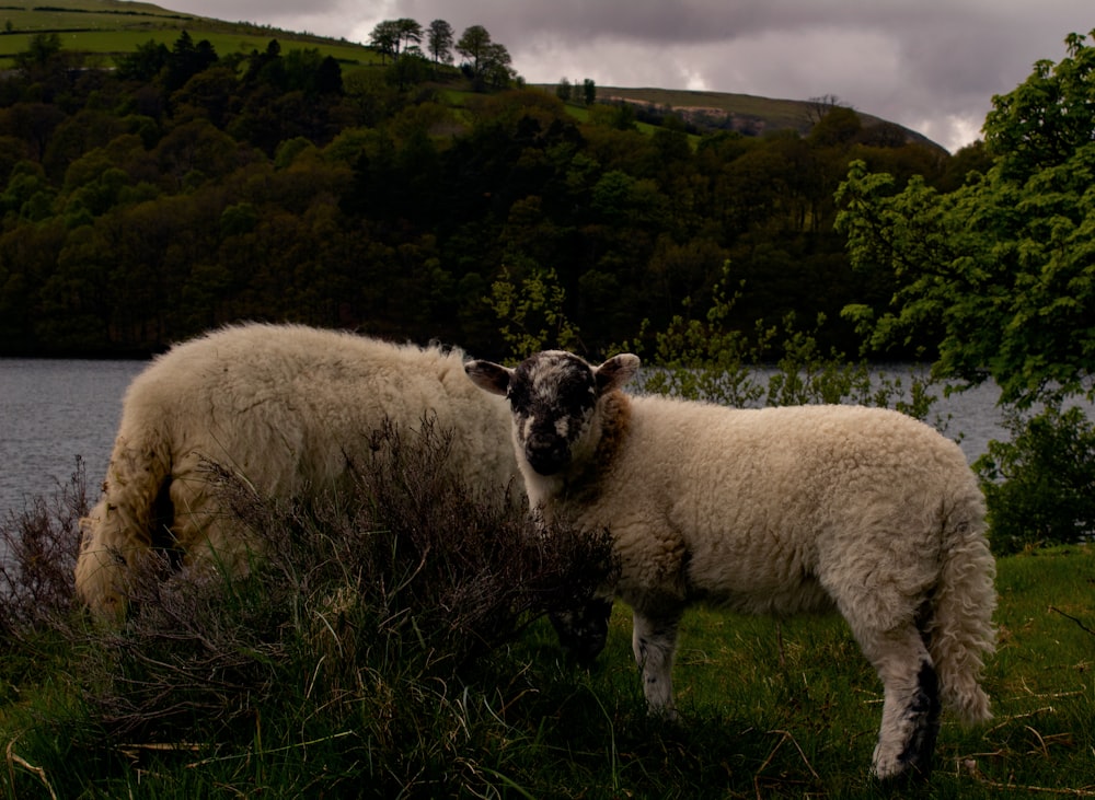 white sheep