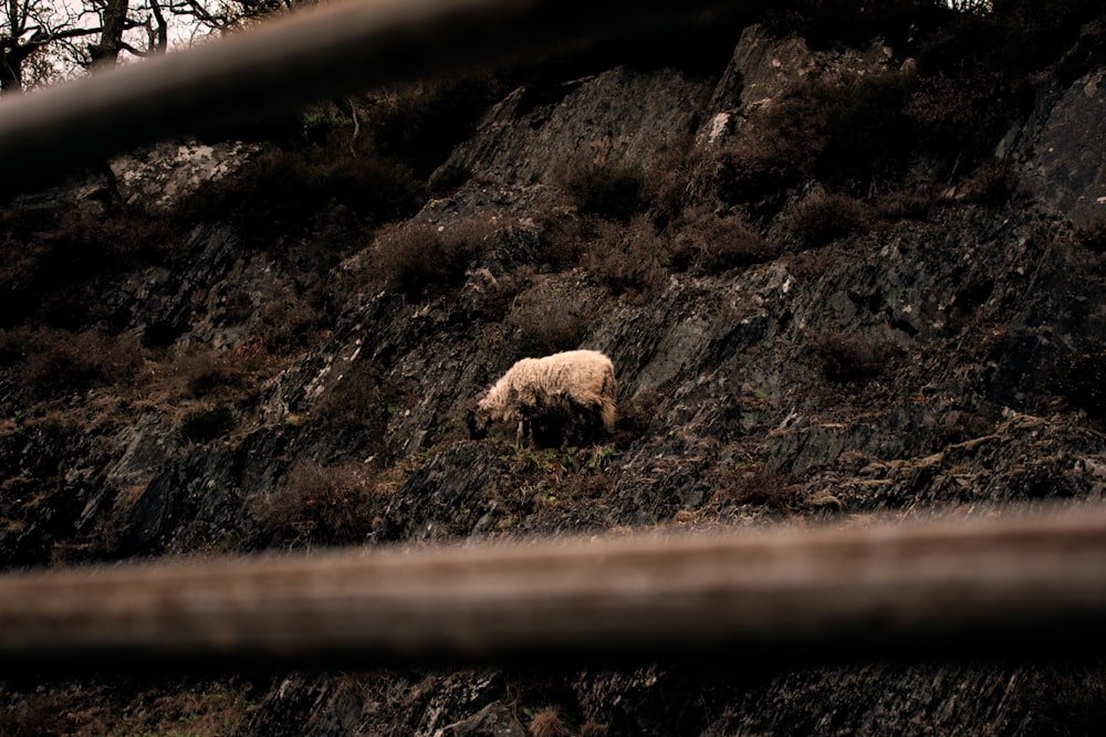 pecore bianche al campo dell'erba