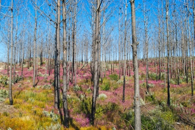 A forest of tall, slender trees with bare branches, creating a dense pattern. The ground is covered with vibrant pink and yellow wildflowers, adding a splash of color against the clear blue sky. The scene suggests regeneration and natural beauty.