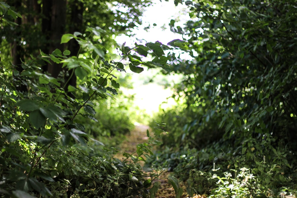 green-leafed plants