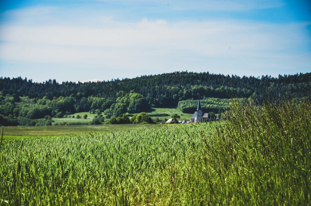 green grass at daytime