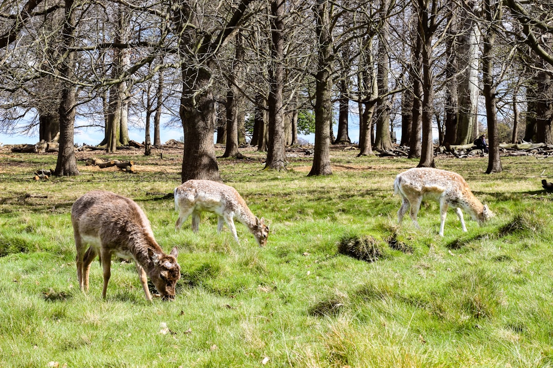 three deers on grass field near bare trees