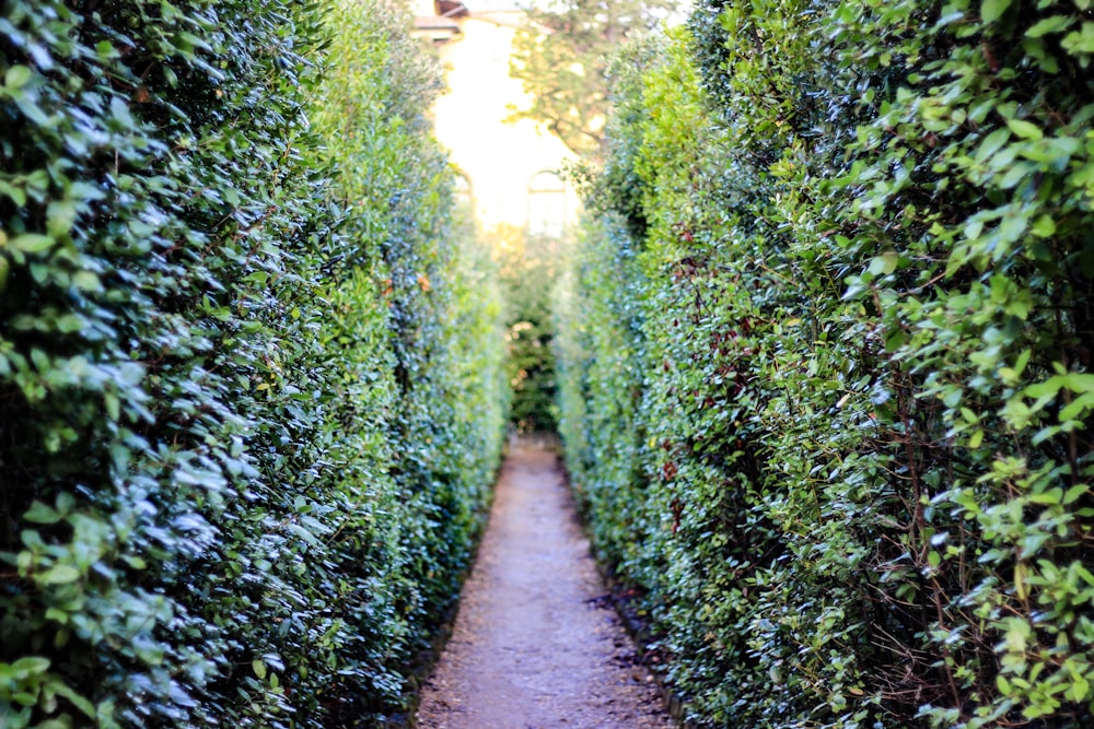 footpath between plants