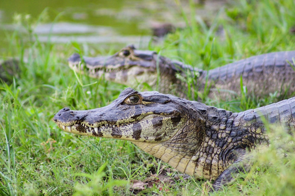 two brown-and-gray alligators