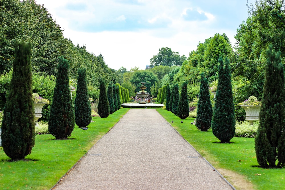 pathway between trees