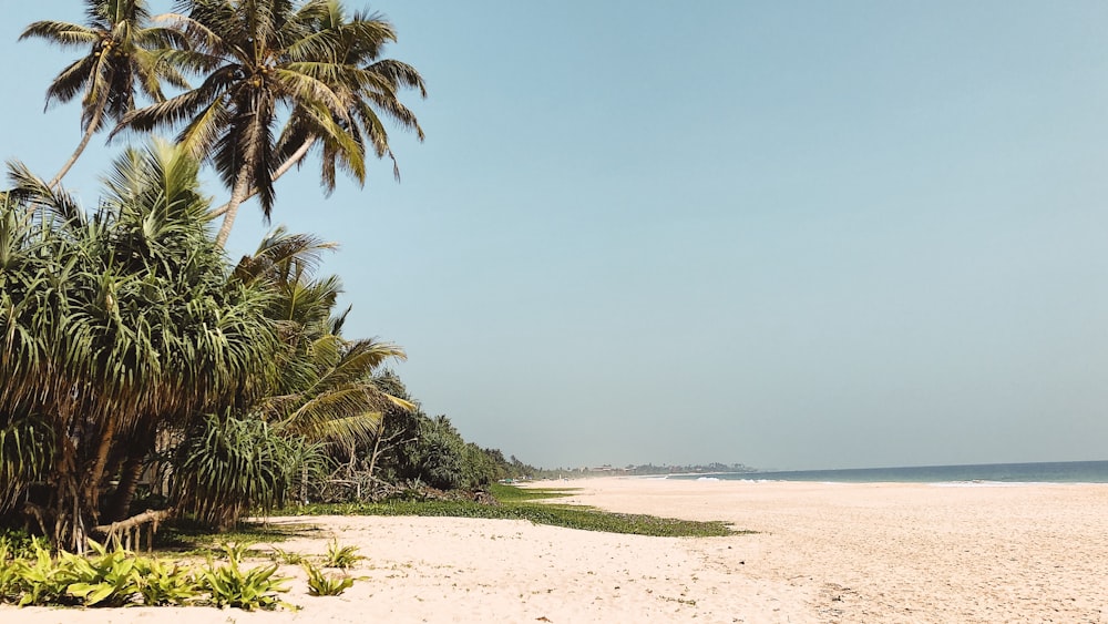 trees near seashore