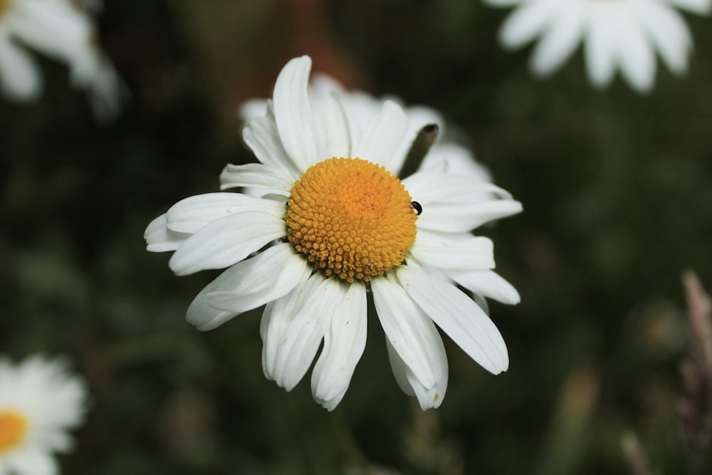 fleur de marguerite blanche