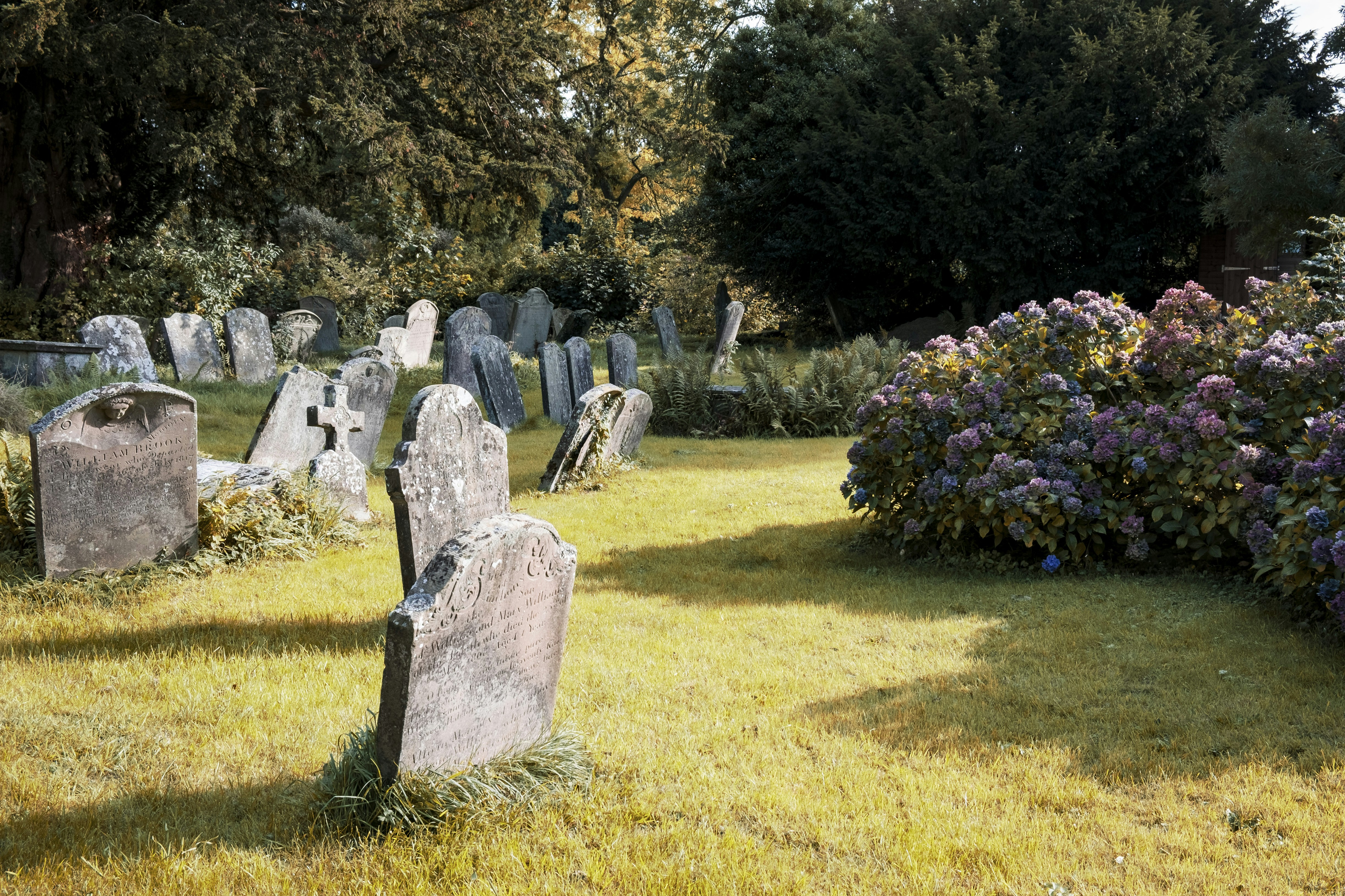 gray tombstones near purple flowers