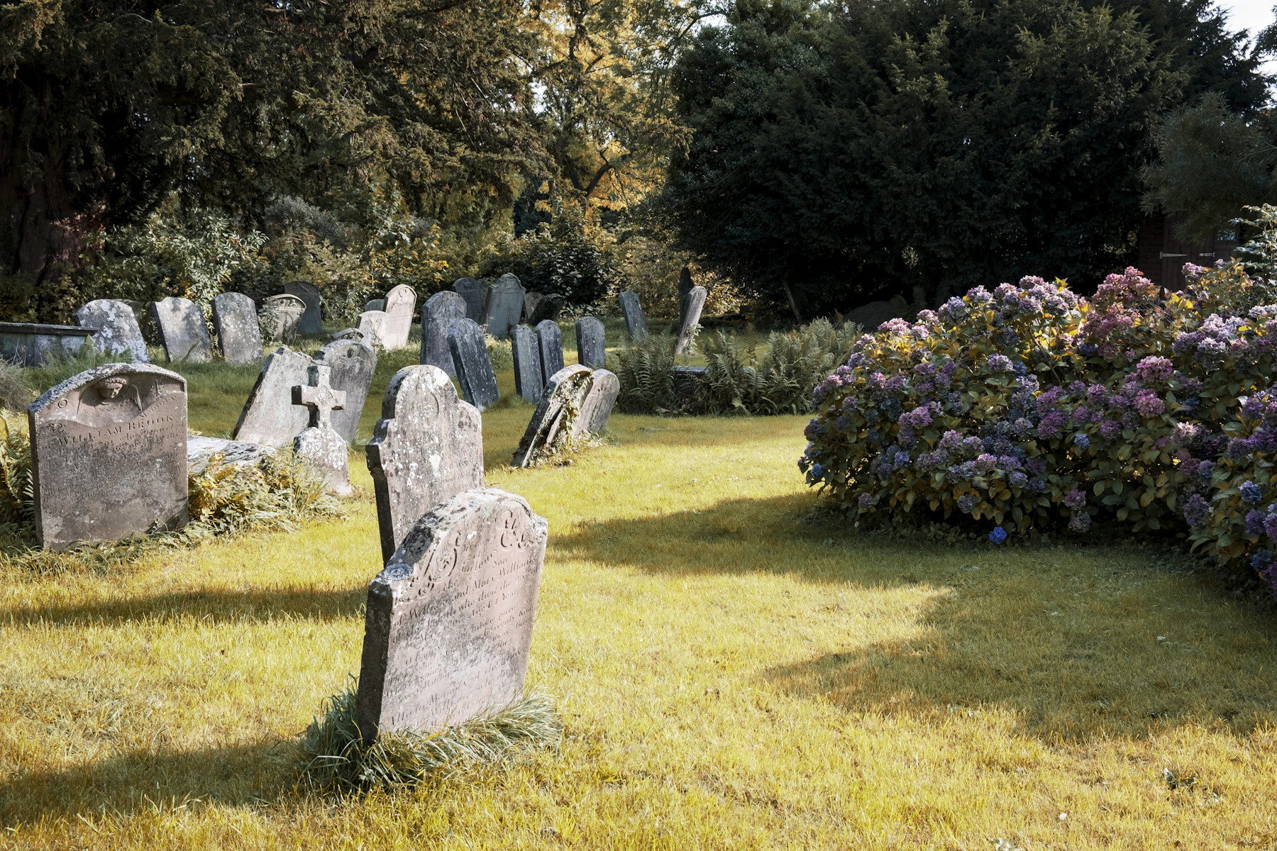 Old leaning headstones in a grassy churchyard lit from the side by low sun, with a bank of hydrangeas on the right