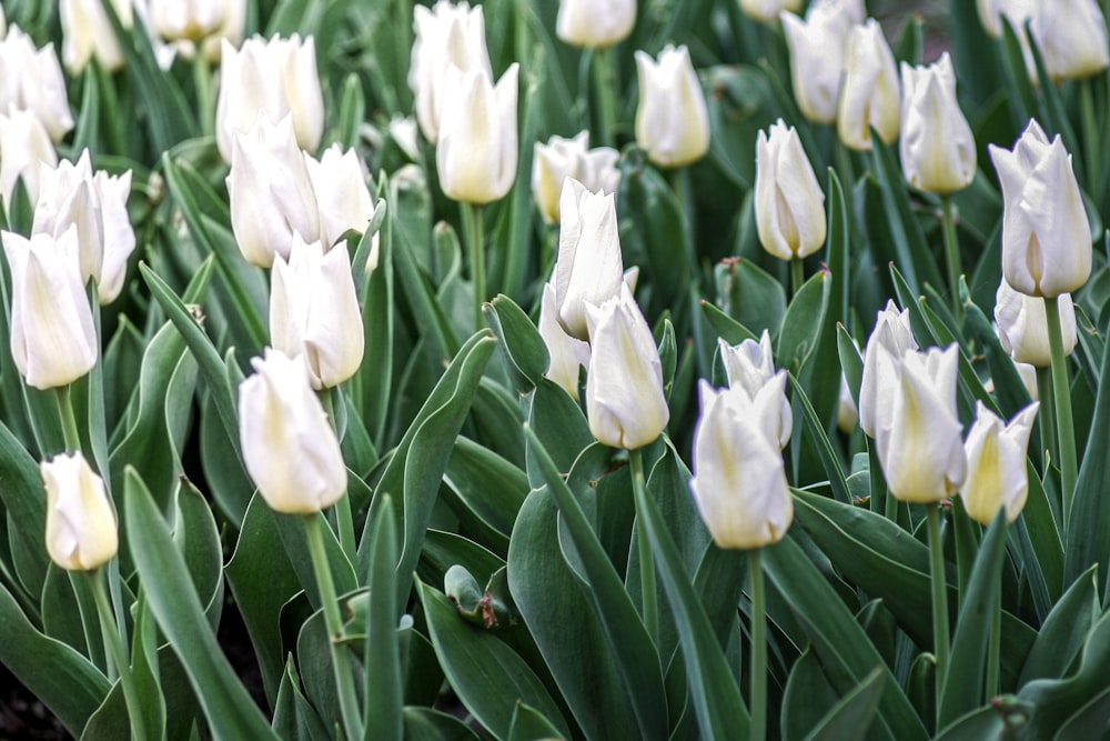 white tulips at daytime