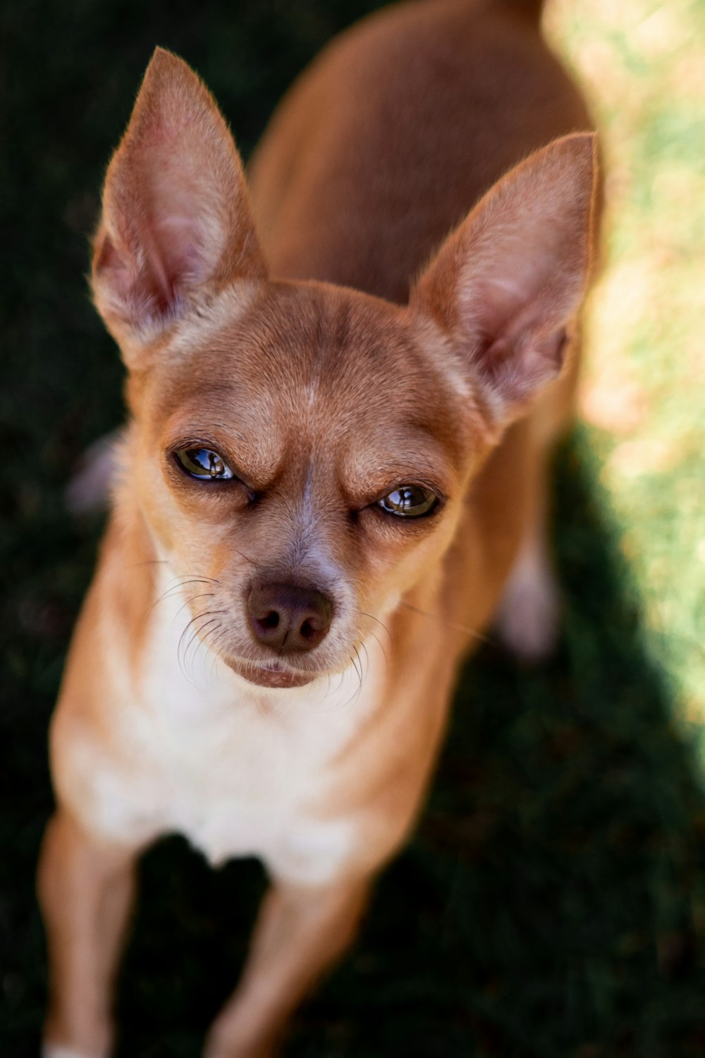 ausgewachsener brauner glatter Chihuahua