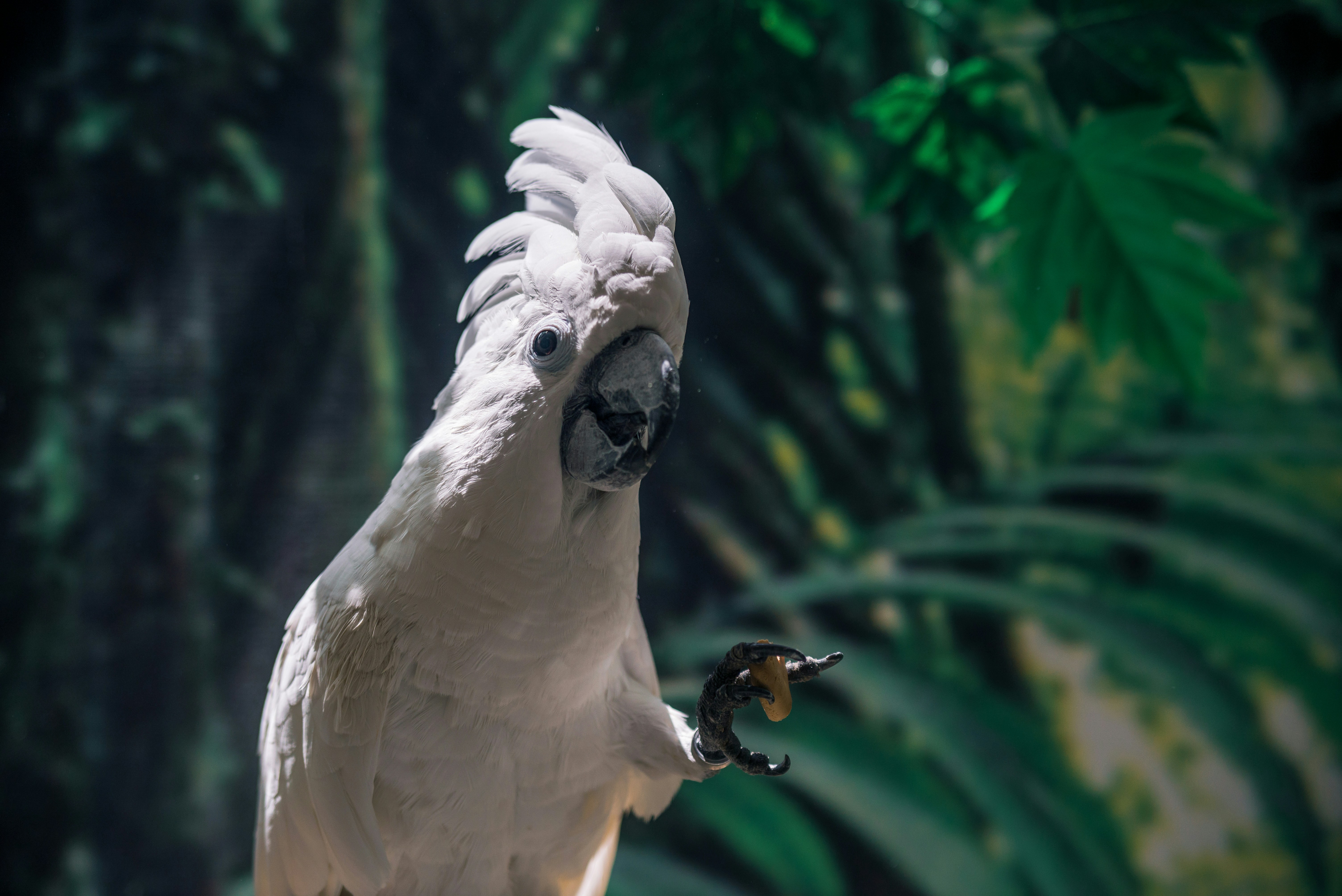 Какаду ответы. Какаду. Umbrella Cockatoo. Птенец Какаду. Обезьяна Какаду.