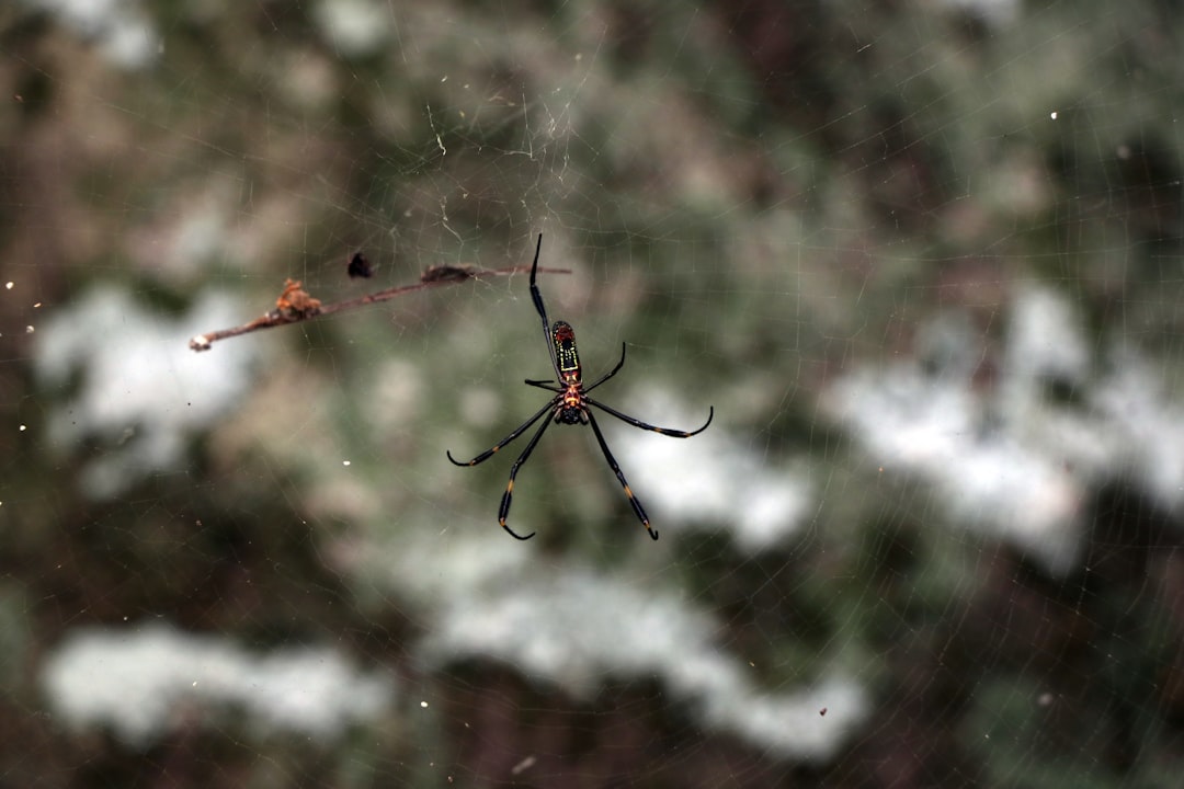 shallow focus photo of black spider