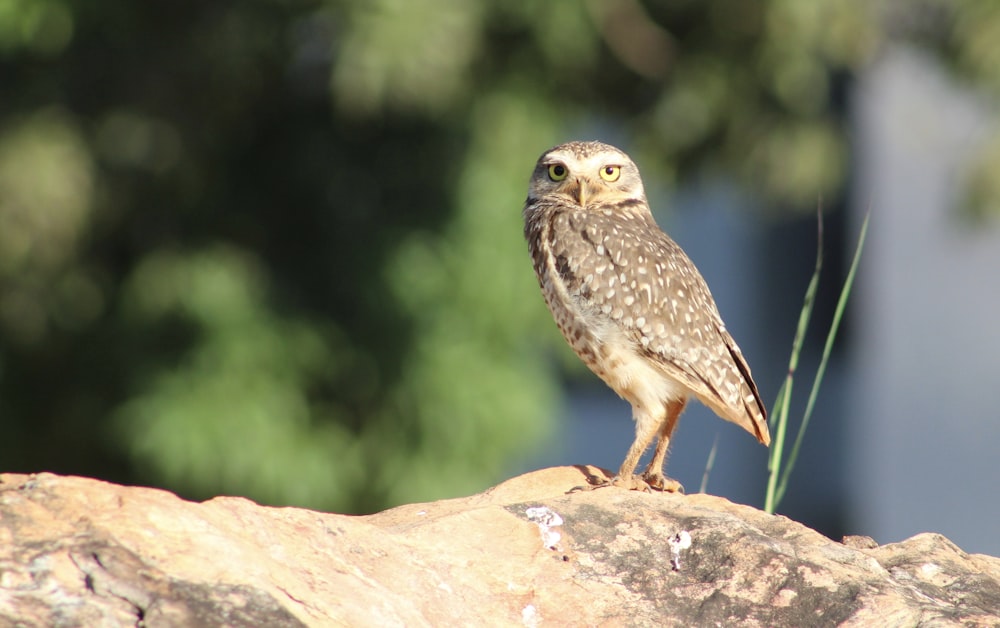 brown owl on rock