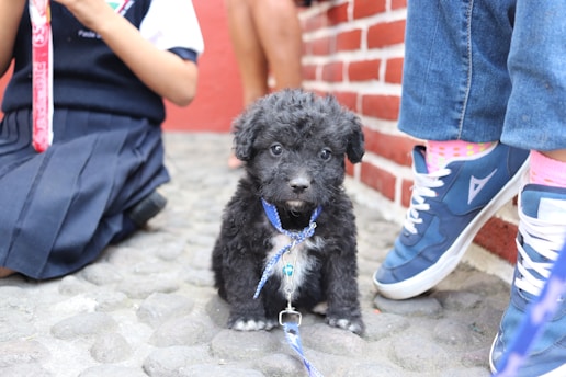 A small black puppy with a blue leash sits on a cobblestone path. The dog is surrounded by people whose legs are partially visible. One person is wearing blue jeans and blue sneakers, while another is in a navy skirt uniform. The background features a red brick wall.