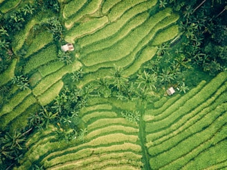 aerial photo of grass field