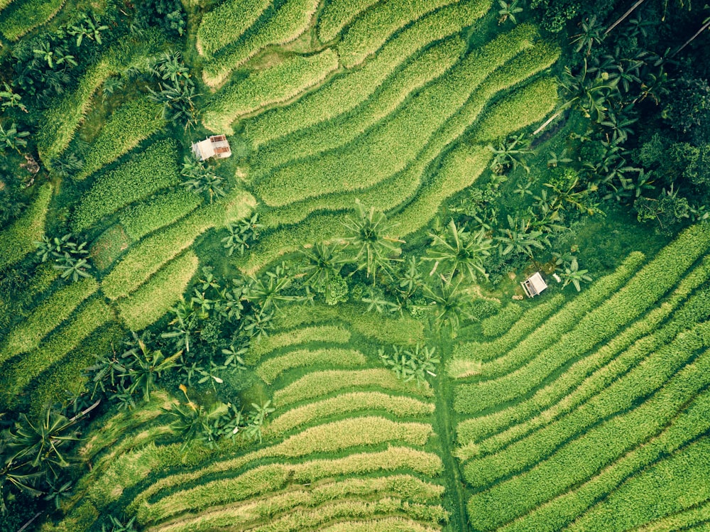 芝生の空中写真