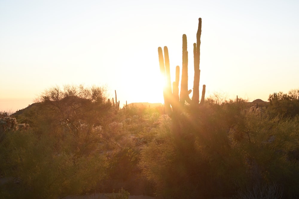 silhouette of cactus during daytime