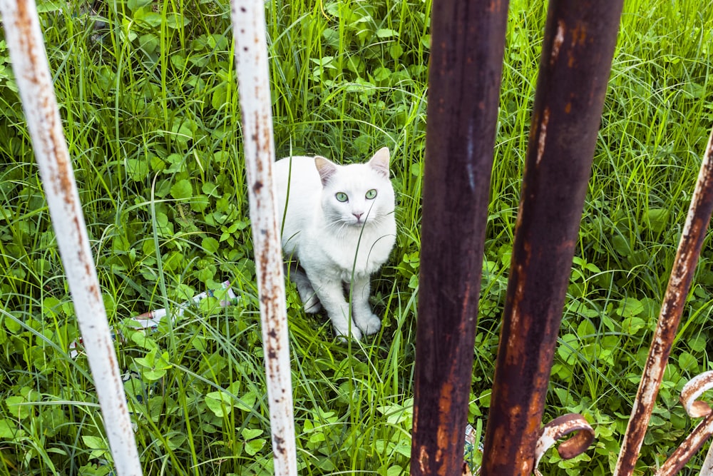 white cat behind bars