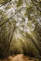 A peaceful path through the towering bamboo stalks of Arashiyama, dappled with soft afternoon light.