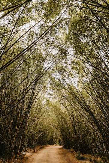 A serene view of a hidden bamboo forest path bathed in soft morning light.