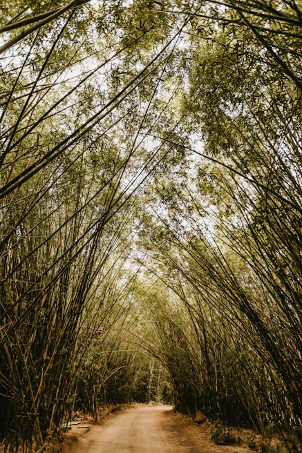 A serene shot of Kyoto’s ancient bamboo forest path bathed in soft morning light.