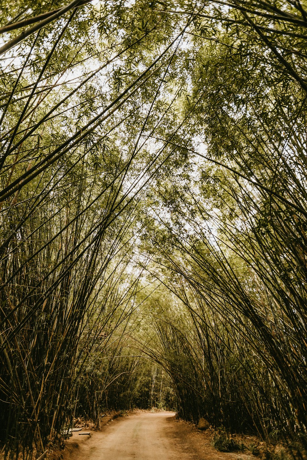 camino entre árboles