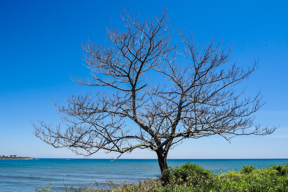 bare tree by the sea at daytime