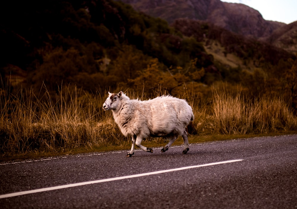 white sheep on road
