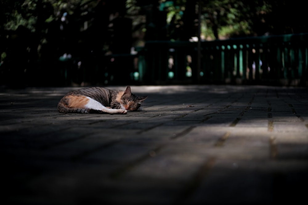 orange cat lies in floor