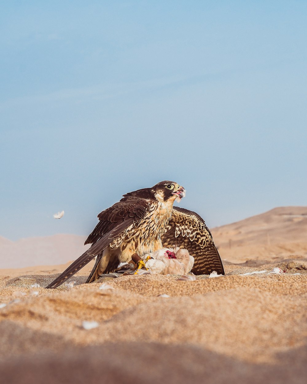 oiseau noir sur le sol