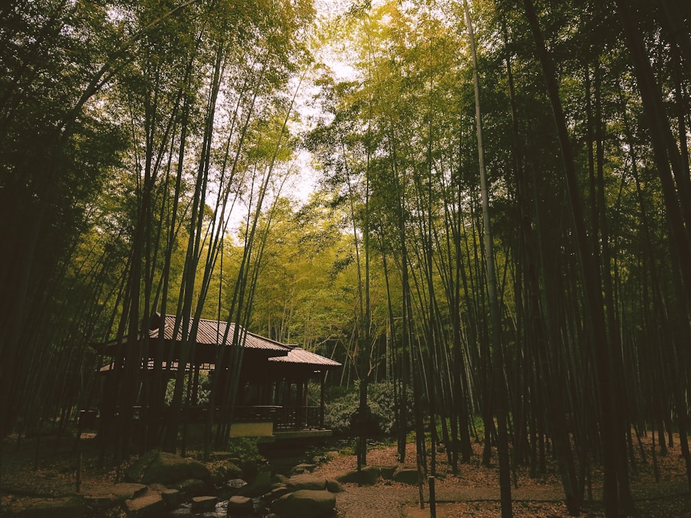 house between forest