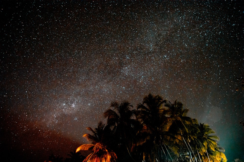 green tree under starry night