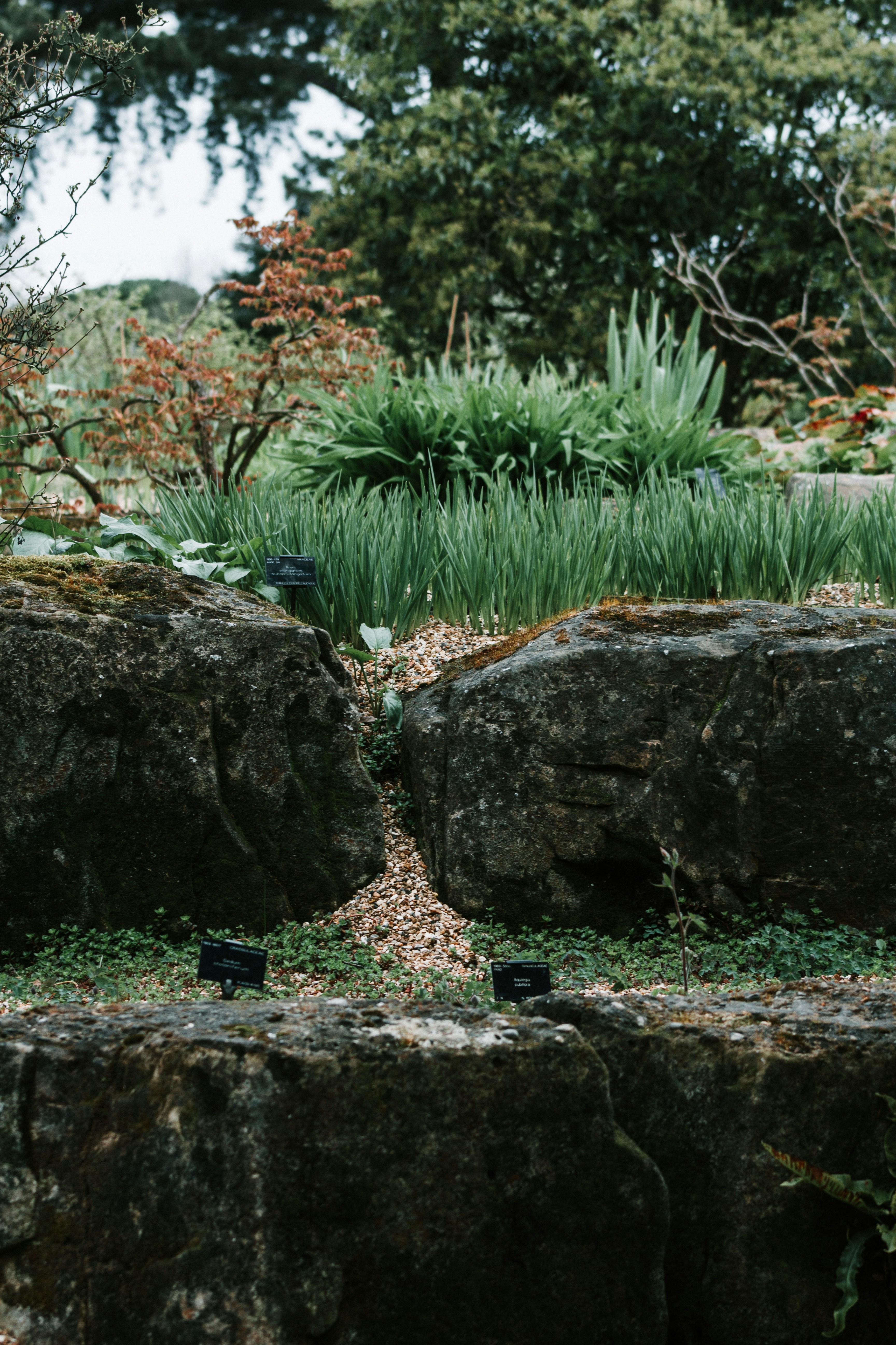 Creating the Ideal Living Environment for Your Cavalier King Charles Spaniel