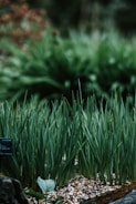 Close-up of fresh vegetables growing in a raised garden bed.