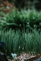 A close-up of ripe vegetables and herbs growing in neat garden beds.