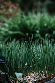 A close-up of ripe vegetables and herbs growing in neat garden beds.