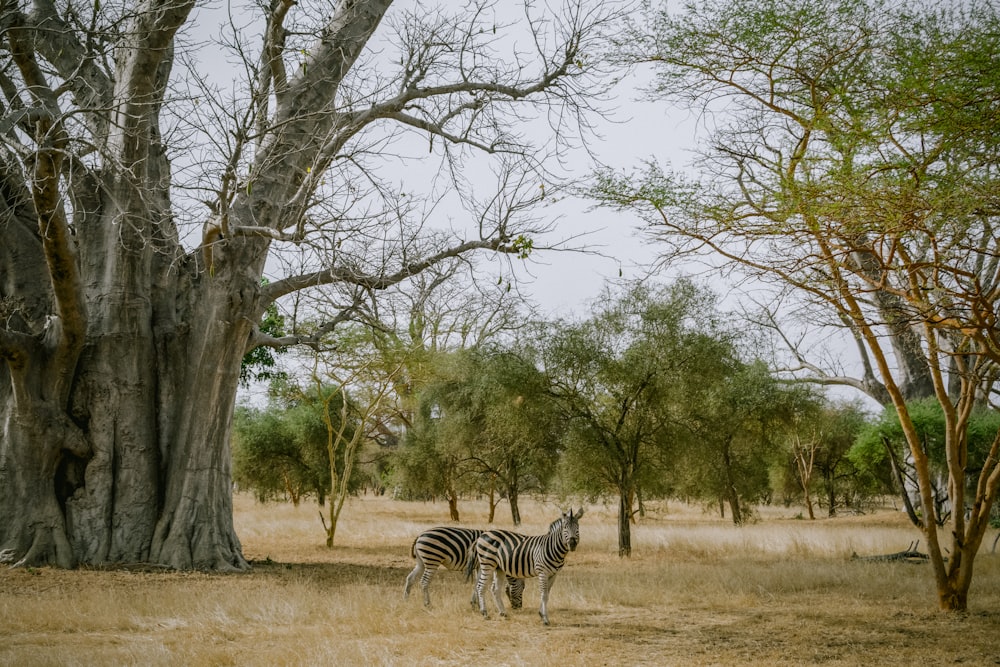 zebra near trees